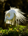 White Egret
