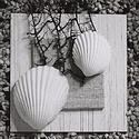 Shells