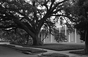 Old Live Oak @ the Menil Collection