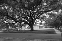 Live Oak at Menil Collection
