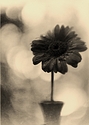 Yellow flower