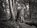 St Croix Boom Site