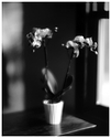 8x10orchid.jpg