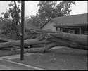 The Old Oak