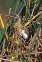 Least Bittern