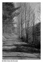 Trees and path