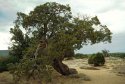 Juniper, Black Canyon of the Gunnison