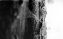 Test strip - spiderweb and tree
