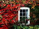 Autumn Window