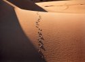 Tracks in the dunes