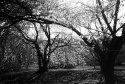 Backlit cherries