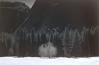 Trees, Yosemite