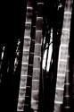 Bamboo at the Zoo