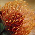 Banksia flower.