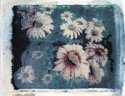 daisies 1