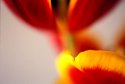 Red and yellow tulip #1
