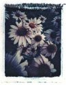 Daisies 7.18.06
