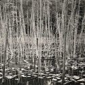 Cedar Thicket, O'Neil Lake