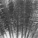 Palm Frond, 2006