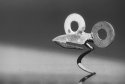 Birdbrain