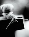 snail2