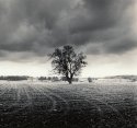 Lone Tree