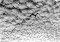 bird & clouds