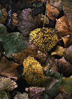 Spotted leaves along Walker Rd.