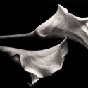 Two Calla