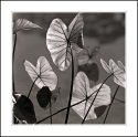 Hearts & Veins