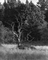 Old and lonely