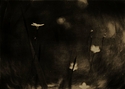 Distant noises of other voices