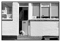 Harbour Masters dog