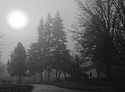 Walking-the-Dog