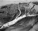 Dead wood on beach