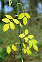 RTS II Gold 200 02.jpg