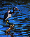 Tricolored Heron.jpg