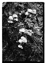 Fungi in the Details