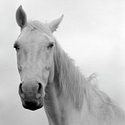 Ferdinand 2