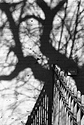 Tree and Fence