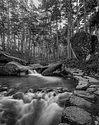 Pamplinas creek 1