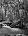 Pamplinas creek 2
