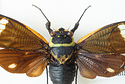 Cicada.jpg