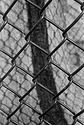 Fence and Tree