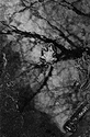 Leaf in a Puddle