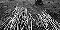 Woodland coppice