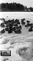Pond Gathering