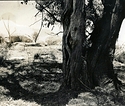 Place of the Fae Folk