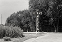 Giant Hamburg
