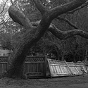 Tree & Fence
